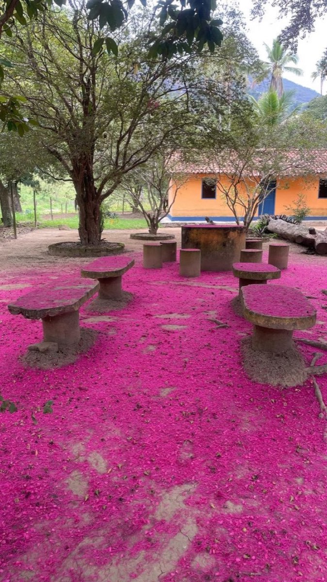 Bancos de pedra sob árvores, com o chão coberto de flores cor-de-rosa e uma casa amarela ao fundo